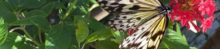jamelizzzz banner